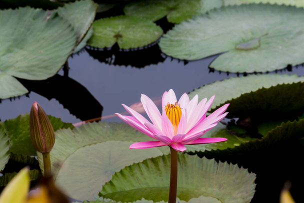 This beautiful waterlily or lotus flower is complimented by the rich colors. Saturated colors and vibrant detail make this an almost surreal image. - Φωτογραφία, εικόνα