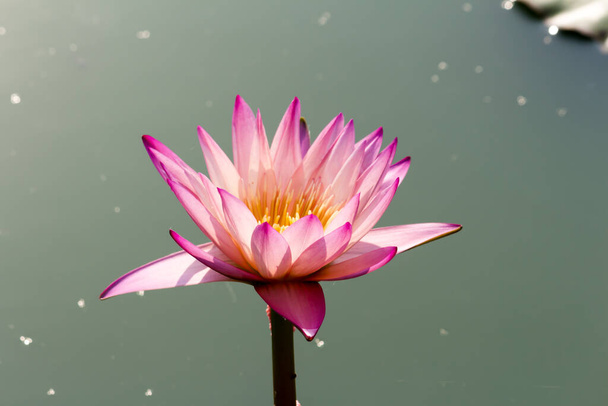 Diese schöne Seerose oder Lotusblume wird durch die satten Farben ergänzt. Gesättigte Farben und lebendige Details machen dieses Bild fast surreal. - Foto, Bild