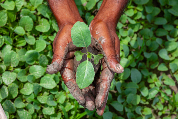 Two muddy hands are holding a small green plant. Plant in hands. Green plant background. Life and Savings concept. - Photo, Image