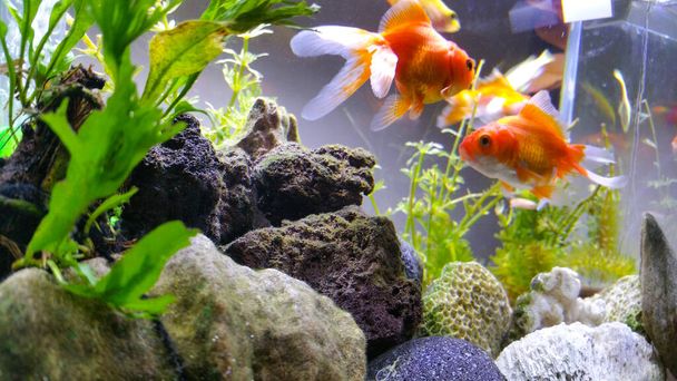 Koky hal és üstökös hal egy beltéri akváriumban, és fenntartani egy üveg akvárium és vezetett fény - Fotó, kép