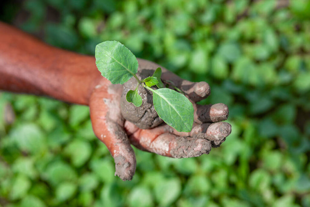 Két sáros kéz tart egy kis zöld növényt. Ültesd a kezedbe. Zöld növény háttér. Élet- és megtakarítási koncepció. - Fotó, kép