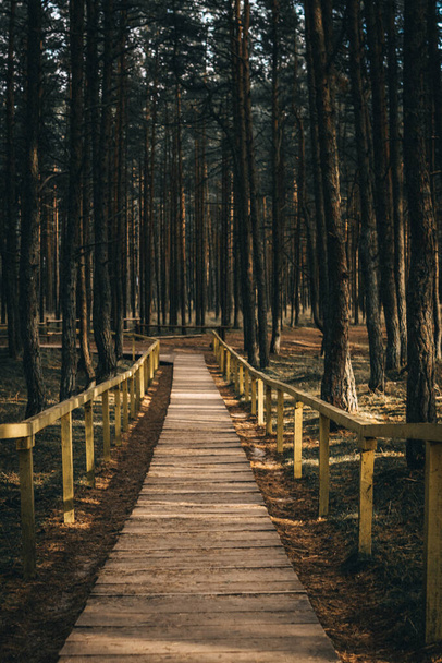 Un sentier en bois dans la forêt profonde avec des pins. - Photo, image