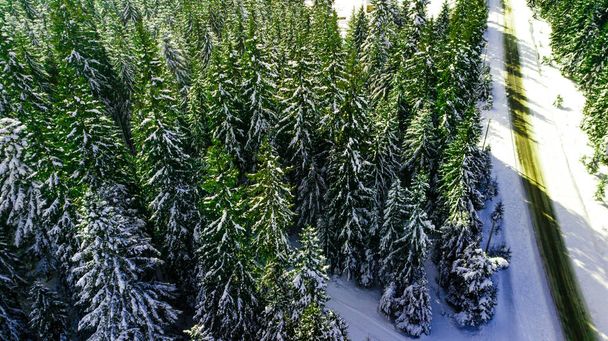 Forêt de pins résineux montagne Carpates photographie aérienne neige. - Photo, image