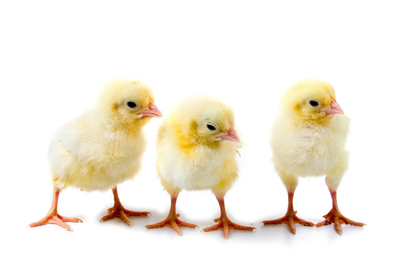 Yellow chickens - Foto, Imagem