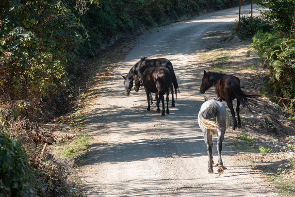 Άλογα που περπατούν σε χωματόδρομο. Πολύχρωμα όμορφα άλογα - Φωτογραφία, εικόνα