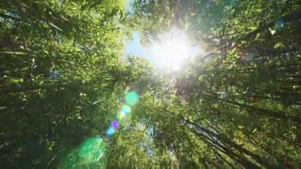 Unter der Ansicht eines Bambuswaldes mit der Sonne, die durch das Blätterdach wandert. Reisen - Filmmaterial, Video