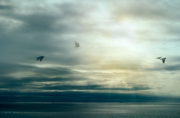 Tyyntä myrskyn jälkeen. Linnut lentävät valtameren yllä pilvien kanssa. Viini
 - Valokuva, kuva