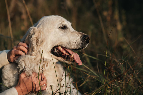 Close up portrait of white golden retriever dog in the field - Zdjęcie, obraz