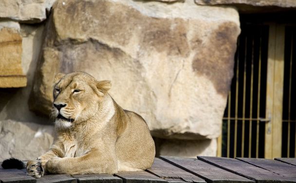 oroszlán - Fotó, kép