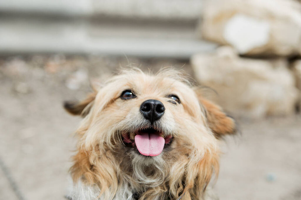 σκύλος με λουρί στο χωριό - Φωτογραφία, εικόνα
