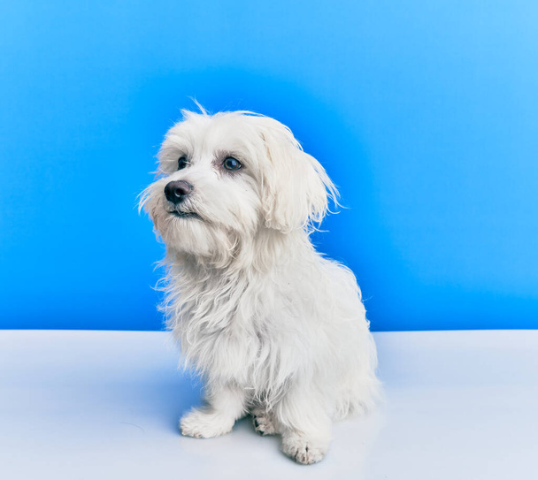 Liebenswerter Hund über isoliertem blauem Hintergrund. - Foto, Bild
