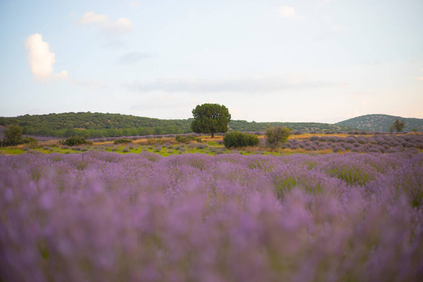 Flores en los campos de lavanda en Kuyucak, Isparta. Flores púrpuras con fondo verde. - Foto, Imagen