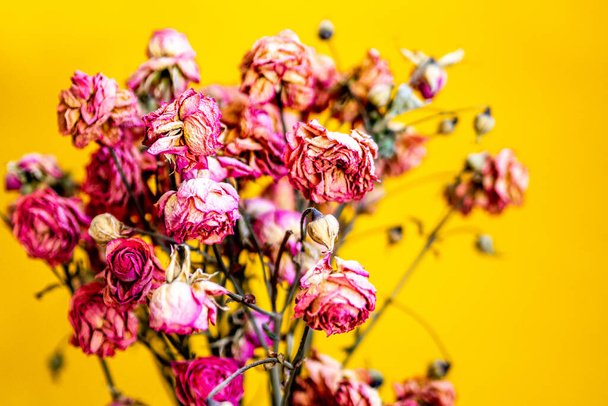 kuivattuja vaaleanpunaisia ruusuja maljakossa keltaisella pohjalla. - Valokuva, kuva
