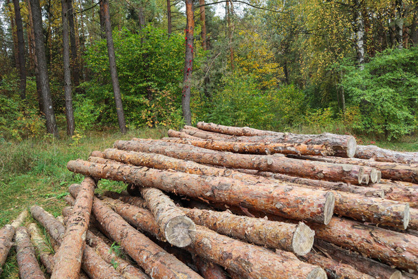 Hromada kmenů, dřevařský průmysl. Dřevěné kmeny na podzimním lese pozadí - Fotografie, Obrázek