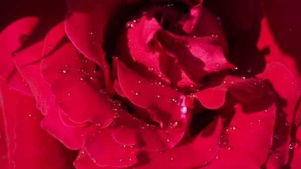 Piros rózsa esőcseppek szirmok közelről szabadban - Felvétel, videó