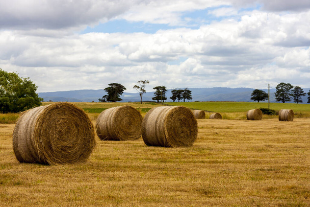 Pajar maduro de trigo, campo en el sur de Australia. - Foto, imagen