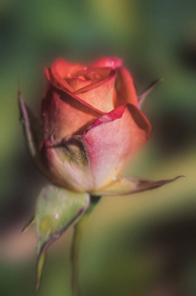 Delicada flor de una rosa de té inglés otoñal en el jardín - Foto, Imagen
