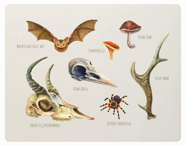 Vintage watercolor set of animals and mushrooms. Crow and goat skulls, bat, chanterelle, porcini, antler, tarantula spider - Photo, Image
