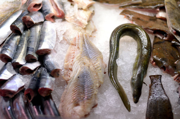 Erilaisia kaloja baarissa jäällä - Valokuva, kuva