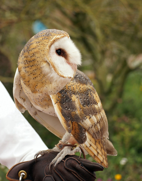 Barn Owl - Foto, imagen