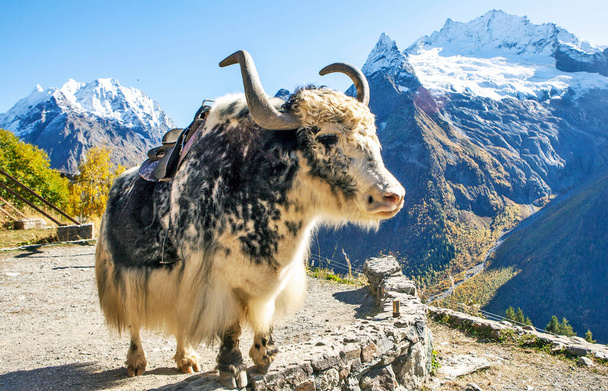 Yak (toro) sullo sfondo delle montagne. Dombay. Karachay-Cherkessia. Caucaso. Russia - Foto, immagini