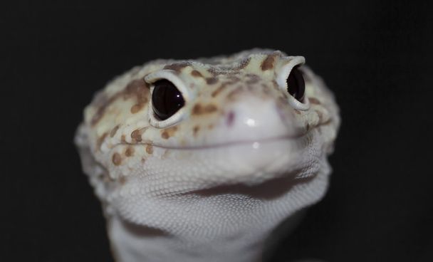 Леопардовый геккон (Eublepharis macularius
) - Фото, изображение