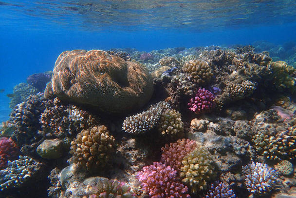 エジプトのマカディ湾にある紅海のサンゴ礁,  - 写真・画像