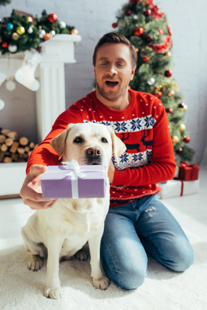 joyful man in sweater holding present near labrador on christmas  - Zdjęcie, obraz