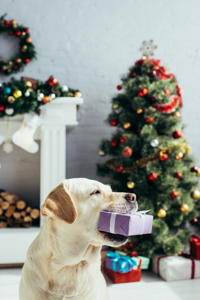 dog holding present in teeth near christmas tree in decorated living room  - Фото, изображение