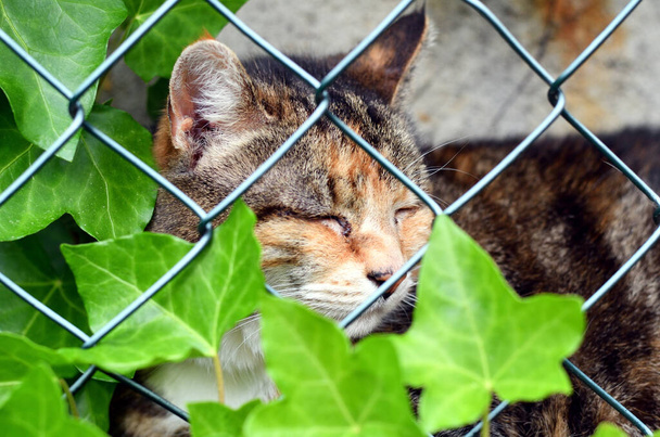 Cat è seduta dietro una recinzione - Foto, immagini