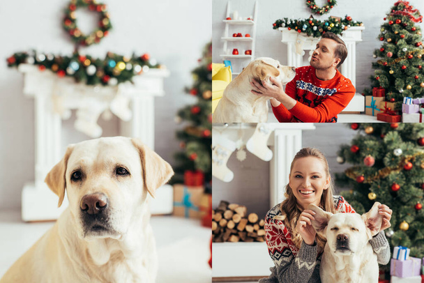 collage of man cuddling and woman touching ears of labrador on christmas - Fotografie, Obrázek