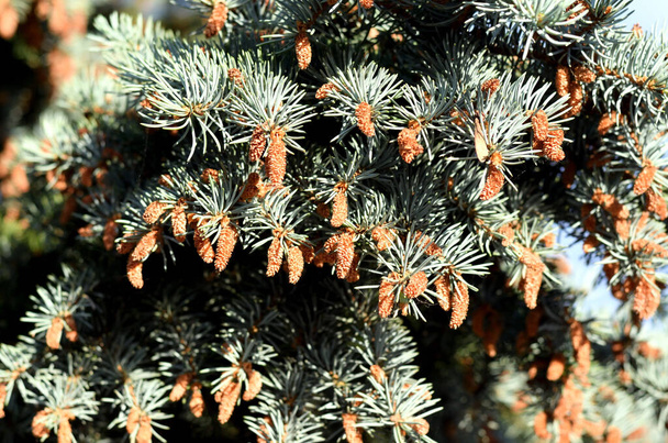 Groen bruin bloeiende dennenboom - Foto, afbeelding