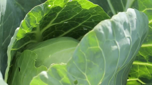Fresh cabbage in garden closeup - Footage, Video
