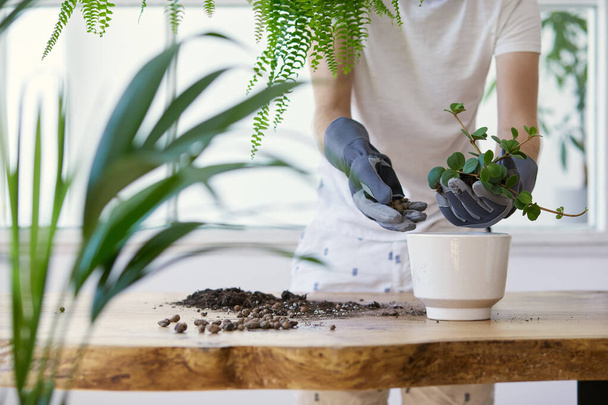 Woman gardeners transplanting plant in ceramic pots on the design wooden table. Concept of home garden. Spring time. Stylish interior with a lot of plants. Taking care of home plants. Template. - Foto, afbeelding