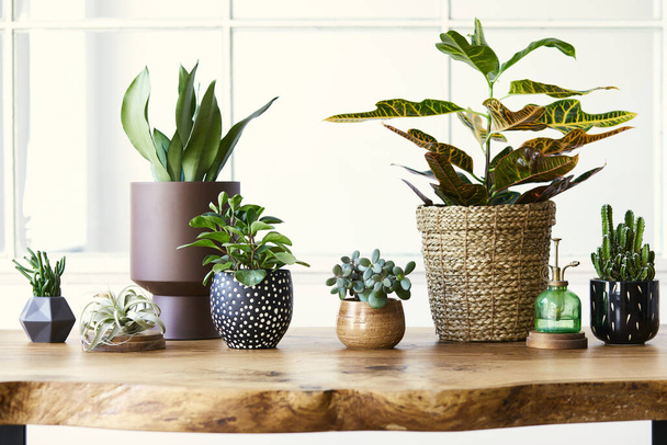 Modern composition of home garden filled a lot of beautiful plants, cacti, succulents, air plant in different design pots. Stylish botany interior. . Home gardening concept. Template. - 写真・画像