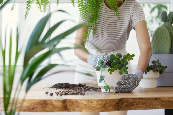 Woman gardeners transplanting plant in ceramic pots on the design wooden table. Concept of home garden. Spring time. Stylish interior with a lot of plants. Taking care of home plants. Template. - Photo, Image