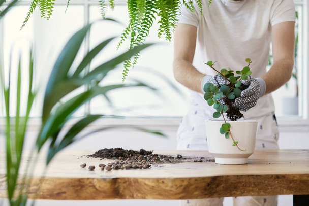 Man gardeners transplanting plant in ceramic pots on the design wooden table. Concept of home garden. Spring time. Stylish interior with a lot of plants. Taking care of home plants. Template. - Фото, изображение