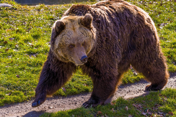 Μεγάλη καφέ αρκούδα στο λιβάδι της φύσης - Φωτογραφία, εικόνα