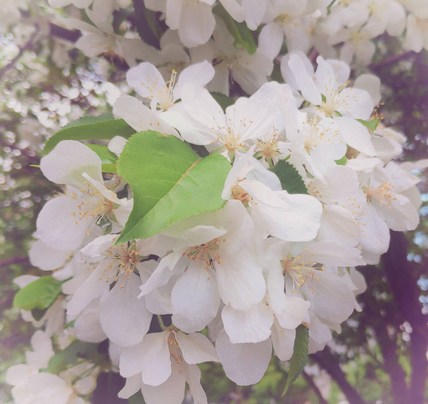 біла квітка яблуня з красивими білими квітами під час весни
 - Фото, зображення