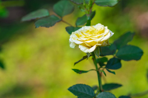 Κοντινό πλάνο του μικροσκοπικού κίτρινου τριαντάφυλλου ανθίζει με φόντο τη φύση στον κήπο. Χώρος για κείμενο - Φωτογραφία, εικόνα