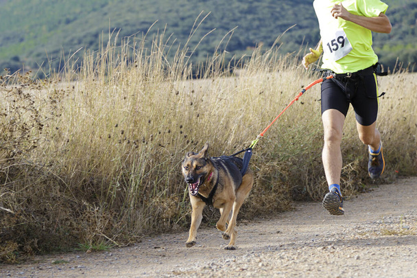 Hund und Mensch beim beliebten Canicross-Rennen - Foto, Bild