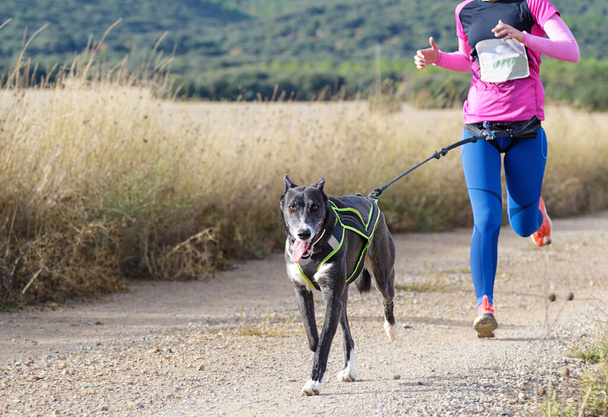 Hund und Frau bei beliebtem Canicross-Rennen - Foto, Bild