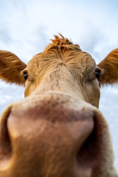 Genç bir ineğin yakın çekimi (Charolais) - Fotoğraf, Görsel