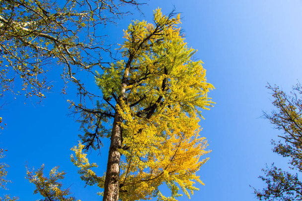 Autumn Gingko Biloba tree, autumn yellow ginkgo leaves and blue sky - Foto, Imagem