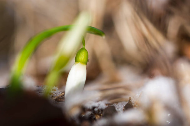 Schneeglöckchen Galanthus nivalis im Wald aus nächster Nähe. Makrofotografie von Schneeglöckchen mit Schnee. Zarte erste Blüten bahnen sich ihren Weg durch den Schnee. Konzept der Ankunft des Frühlings. Weicher Fokus. - Foto, Bild