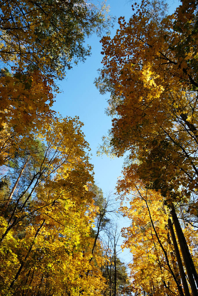 真っ青な雲のない空に向かって下から上へと続く秋の木々の列. - 写真・画像