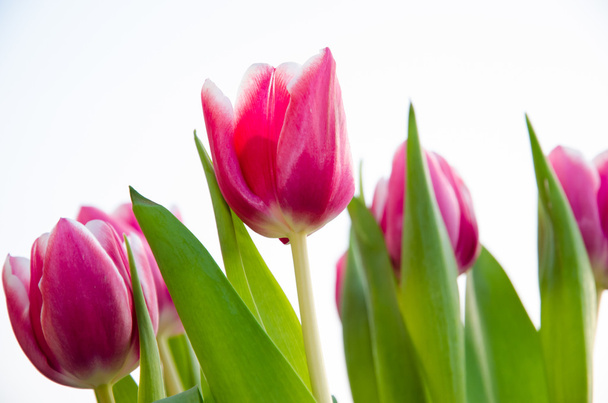 tulpen - Foto, afbeelding