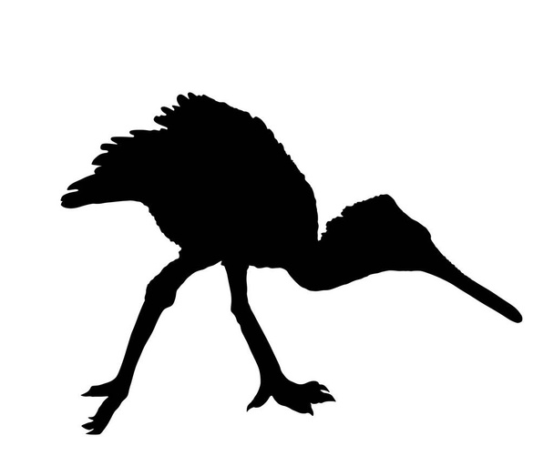 Heron spoon bill vector silhouette illustration isolated on white background. Heron silhouette. Big bird fishing symbol. - Wektor, obraz