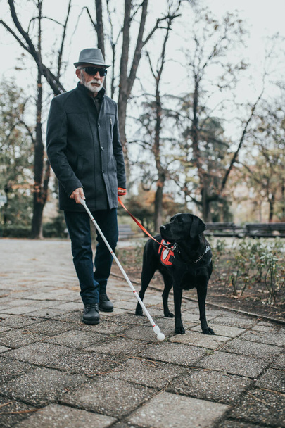 Зрілий сліпий чоловік з довгою білою тростиною, що йде в парку зі своїм собакою-поводирем
.  - Фото, зображення