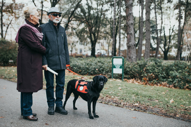 Зрілий сліпий чоловік з довгою білою тростиною і його дружина ходить з їх собакою-поводирем
.  - Фото, зображення